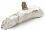 Fossil Primitive Whale (Pappocetus) Jaw Section - Morocco #225288-2
